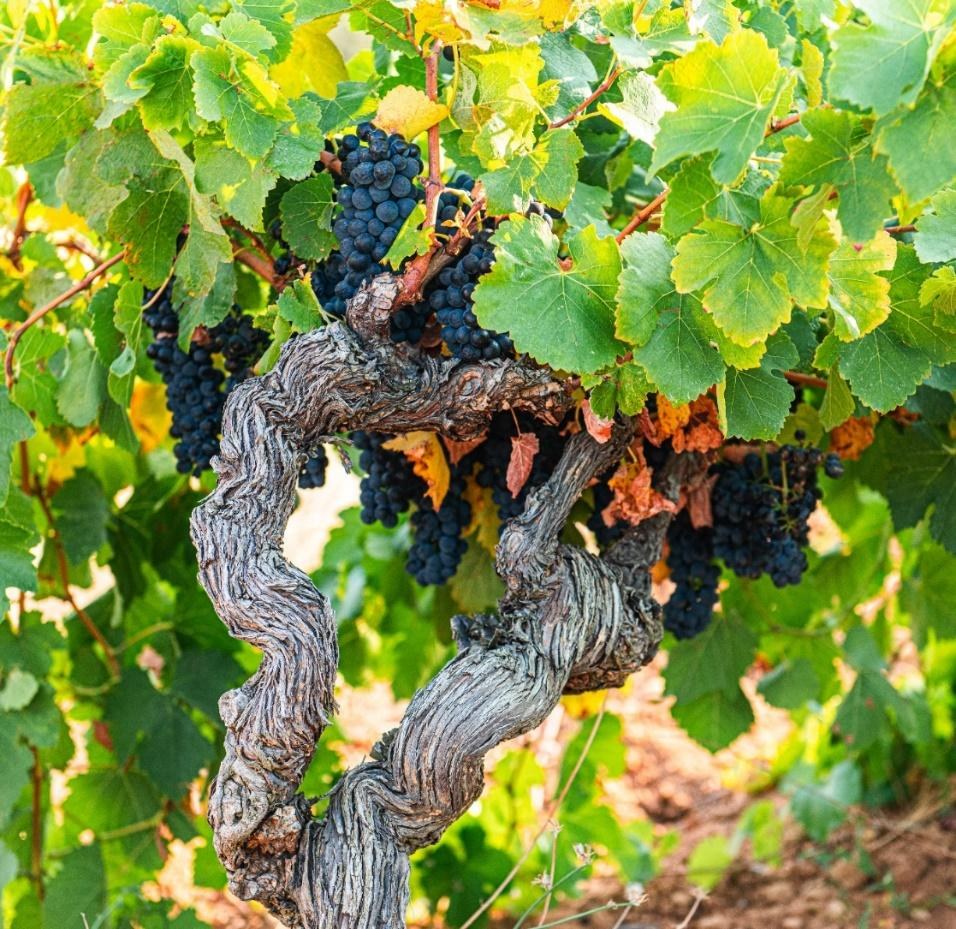 Domaine du Tau — vignoble