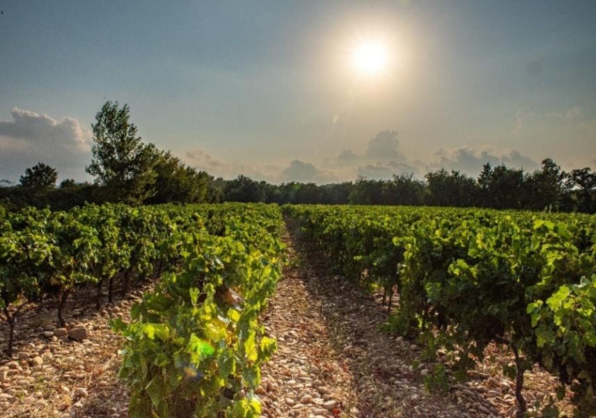 Domaine du Tau